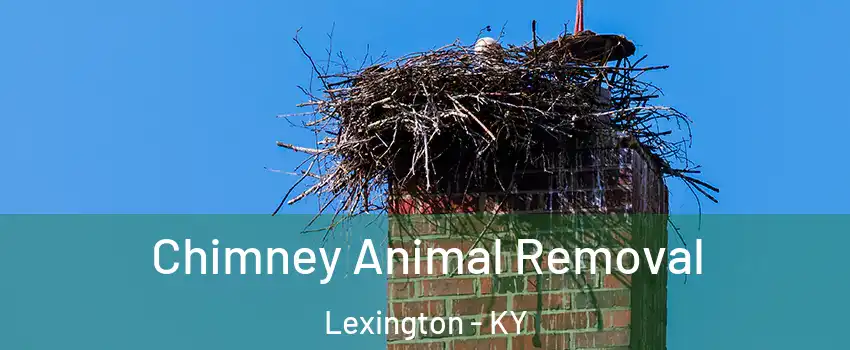  Chimney Animal Removal Lexington - KY