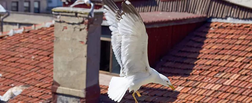 Residential Chimney Animal Removal Solution in Lexington, KY